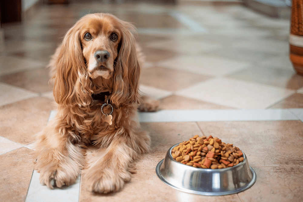 Imagen de Los perros se aburren de la comida? Si o No?