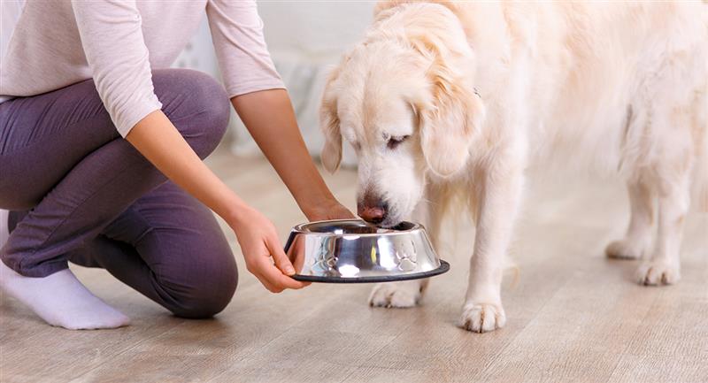 Imagen de LO QUE NECESITA SABER ANTES DE CAMBIAR UNA COMIDA COMERCIAL POR UNA COMIDA CASERA PARA PERROS