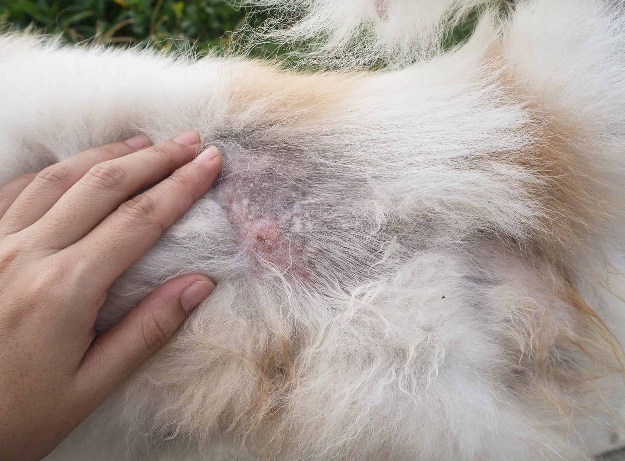 Imagen de Causas de la alergia en perros