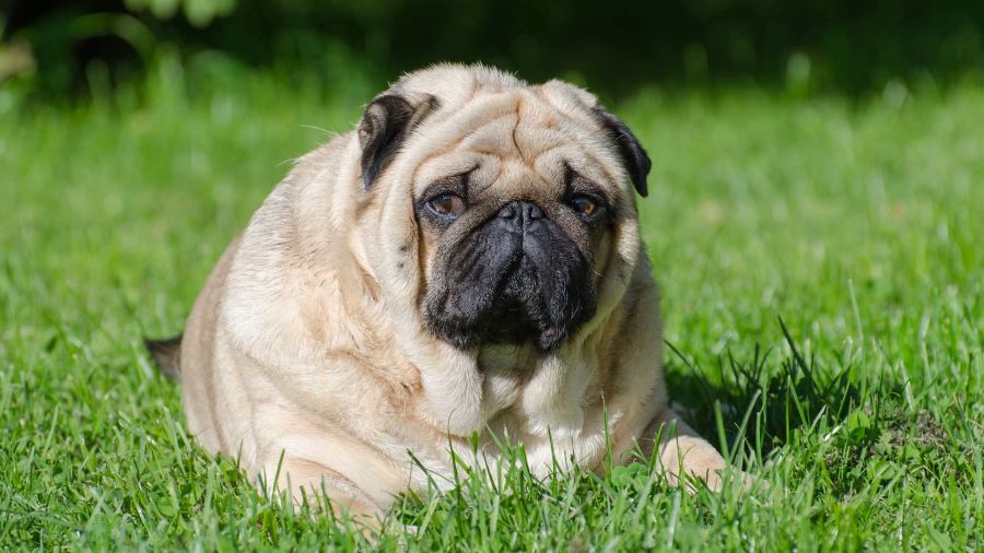 Imagen de Como saber si mi perro tiene sobrepeso?