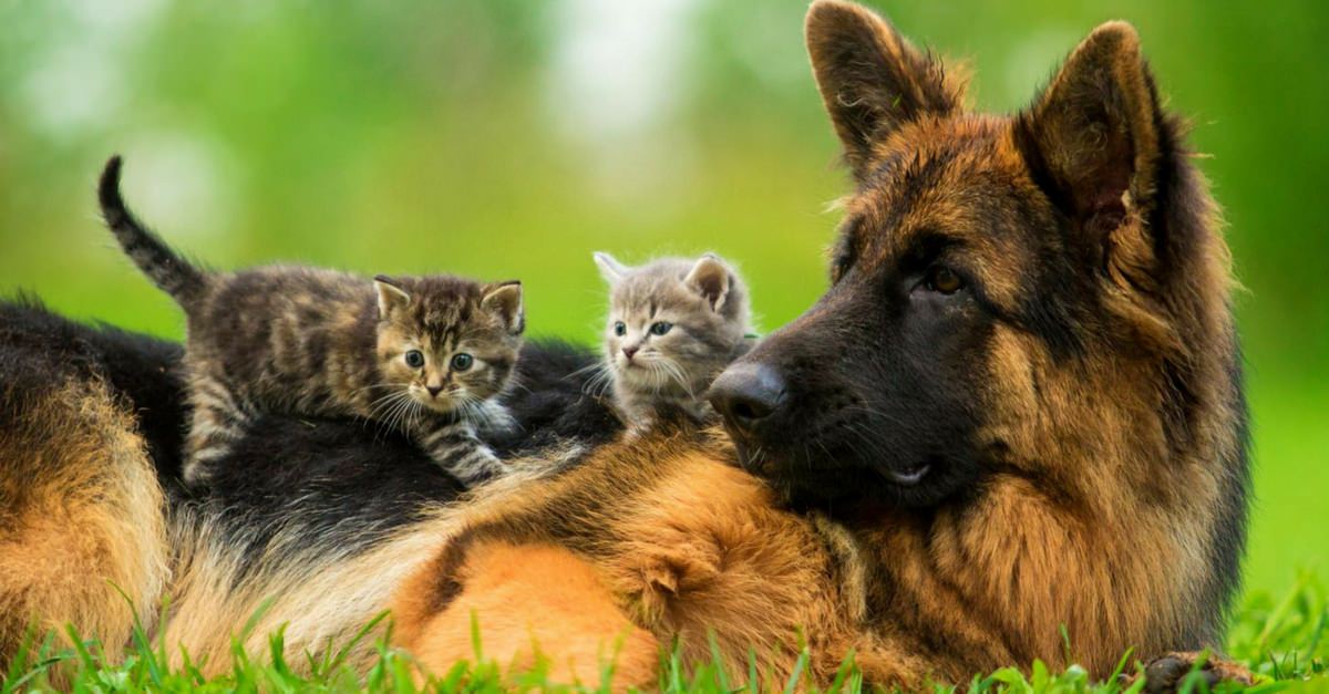 Imagen de Claves en las etiquetas de comidas para perros o gatos