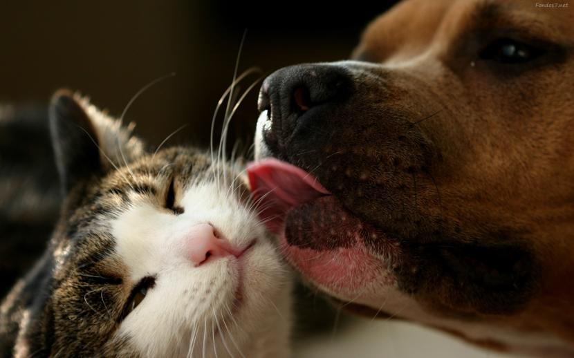 Imagen de ¿CUALES SON NUESTRAS RESPONSABILIDADES PARA MEJORAR EL BIENESTAR ANIMAL? 